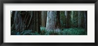 Framed Redwood Trees and Ferns, California