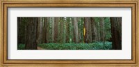 Framed Jedediah Smith Redwoods State Park, California