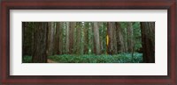 Framed Jedediah Smith Redwoods State Park, California