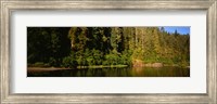 Framed Reflection of trees in a river, Smith River, Jedediah Smith Redwoods State Park, California, USA
