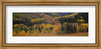Framed Aspen trees in a field, Maroon Bells, Pitkin County, Gunnison County, Colorado, USA