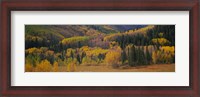 Framed Aspen trees in a field, Maroon Bells, Pitkin County, Gunnison County, Colorado, USA