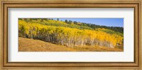 Framed Trees in a field, Dallas Divide, San Juan Mountains, Colorado