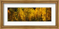 Framed Aspen trees in a forest, Telluride, Colorado
