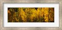 Framed Aspen trees in a forest, Telluride, Colorado