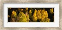 Framed High angle view of Aspen trees in a forest, Telluride, San Miguel County, Colorado, USA