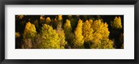 Framed High angle view of Aspen trees in a forest, Telluride, San Miguel County, Colorado, USA