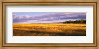 Framed Crop in a field, Last Dollar Road, Dallas Divide, Colorado, USA