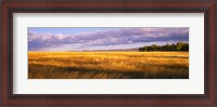 Framed Crop in a field, Last Dollar Road, Dallas Divide, Colorado, USA