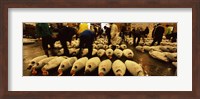 Framed People examining tuna in a fish auction, Tsukiji Fish Market, Tsukiji, Tokyo Prefecture, Kanto Region, Honshu, Japan