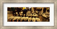 Framed People examining tuna in a fish auction, Tsukiji Fish Market, Tsukiji, Tokyo Prefecture, Kanto Region, Honshu, Japan