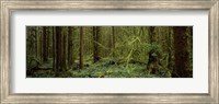 Framed Trees in a forest, Hoh Rainforest, Olympic Peninsula, Washington State, USA