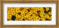 Framed Black-Eyed Susan flowers growing in a field