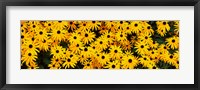 Framed Black-Eyed Susan flowers growing in a field