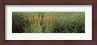 Framed Close-up of Feather Reed Grass (Calamagrostis x acutiflora)