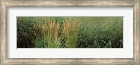 Framed Close-up of Feather Reed Grass (Calamagrostis x acutiflora)