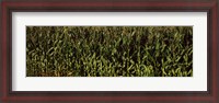 Framed Corn field, New York State