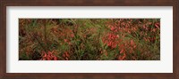 Framed Flowers on coral plants (Russelia equisetiformis), Longboat Key, Manatee County, Florida