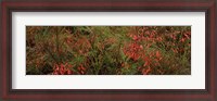 Framed Flowers on coral plants (Russelia equisetiformis), Longboat Key, Manatee County, Florida