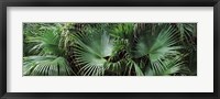 Framed Close-up of palm leaves, Joan M. Durante Park, Longboat Key, Florida, USA