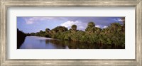 Framed Trees along a channel, Venice, Sarasota County, Florida