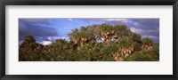 Framed Trees in a forest, Venice, Sarasota County, Florida, USA