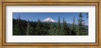 Framed Trees in a forest with mountain in the background, Mt Hood National Forest, Hood River County, Oregon, USA