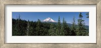 Framed Trees in a forest with mountain in the background, Mt Hood National Forest, Hood River County, Oregon, USA
