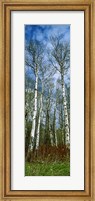 Framed Birch trees in a forest, US Glacier National Park, Montana, USA