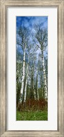 Framed Birch trees in a forest, US Glacier National Park, Montana, USA
