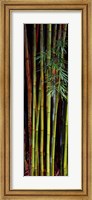 Framed Close-up of bamboos, Kanapaha Botanical Gardens, Gainesville, Florida, USA