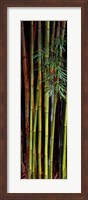 Framed Close-up of bamboos, Kanapaha Botanical Gardens, Gainesville, Florida, USA