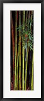 Framed Close-up of bamboos, Kanapaha Botanical Gardens, Gainesville, Florida, USA