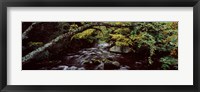 Framed Stream flowing through a forest, Adirondack Mountains, New York State, USA