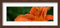 Framed Close-up of Orange Daylily (Hemerocallis fulva)