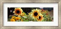Framed Close-up of Sunflowers (Helianthus annuus)