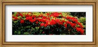 Framed Red Rhododendrons, Shore Acres State Park, Coos Bay, Oregon