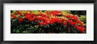 Framed Red Rhododendrons, Shore Acres State Park, Coos Bay, Oregon
