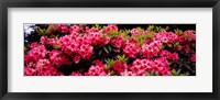 Framed Pink Rhododendrons plants in a garden, Coos Bay, Oregon