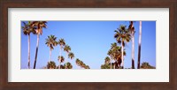 Framed Low angle view of palm trees, Fort De Soto Par, Gulf Coast, Florida, USA