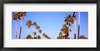 Framed Low angle view of palm trees, Fort De Soto Par, Gulf Coast, Florida, USA