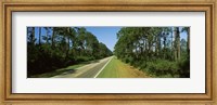 Framed Trees both sides of a road, Route 98, Apalachicola, Panhandle, Florida, USA