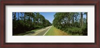 Framed Trees both sides of a road, Route 98, Apalachicola, Panhandle, Florida, USA
