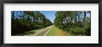 Framed Trees both sides of a road, Route 98, Apalachicola, Panhandle, Florida, USA