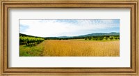 Framed Wheat field with vineyard along D135, Vaugines, Vaucluse, Provence-Alpes-Cote d'Azur, France