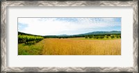 Framed Wheat field with vineyard along D135, Vaugines, Vaucluse, Provence-Alpes-Cote d'Azur, France