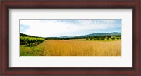 Framed Wheat field with vineyard along D135, Vaugines, Vaucluse, Provence-Alpes-Cote d'Azur, France