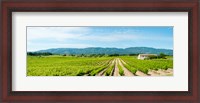 Framed Vineyard with mountain in the background, Ansouis, Vaucluse, Provence-Alpes-Cote d'Azur, France