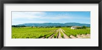 Framed Vineyard with mountain in the background, Ansouis, Vaucluse, Provence-Alpes-Cote d'Azur, France