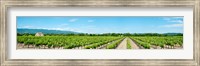 Framed Vineyard, Route d'Ansouis, Cucuron, Vaucluse, Provence-Alpes-Cote d'Azur, France